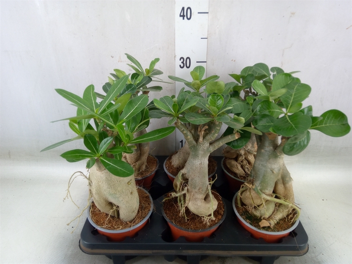 <h4>Adenium obesum</h4>