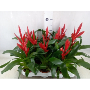 Vriesea  'Twinkle'