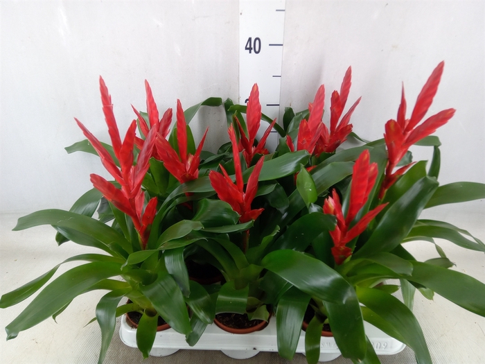 <h4>Vriesea  'Twinkle'</h4>