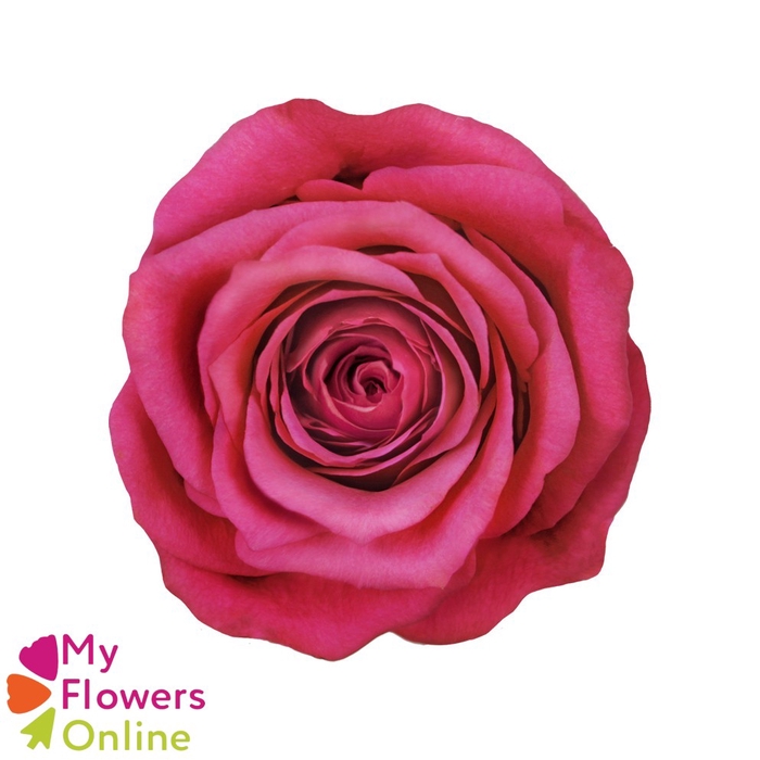 <h4>R Gr Cherry-O! Hot Pink 50cm EC</h4>