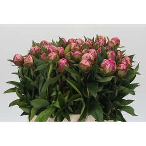 Paeonia Dr Alexander Fleming