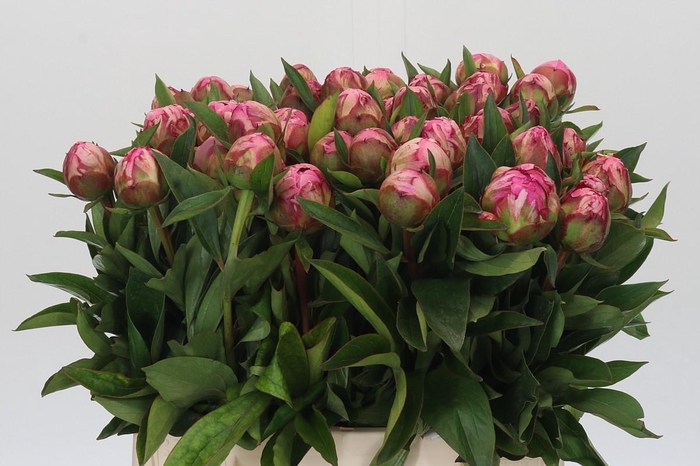 <h4>Paeonia Dr Alexander Fleming</h4>
