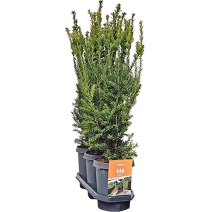 Hedgeline Taxus media 'Hillii' 60-80 C4