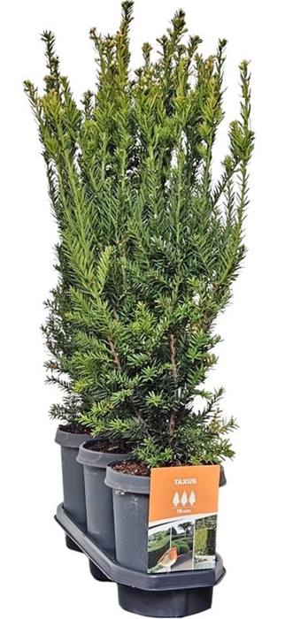 <h4>Hedgeline Taxus media 'Hillii' 60-80 C4</h4>