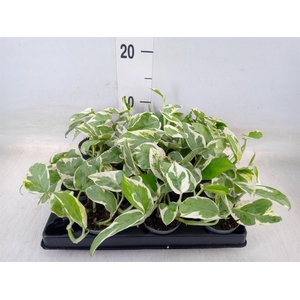 Epipremnum pinn. 'Marble Queen'