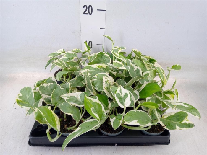 <h4>Epipremnum pinn. 'Marble Queen'</h4>