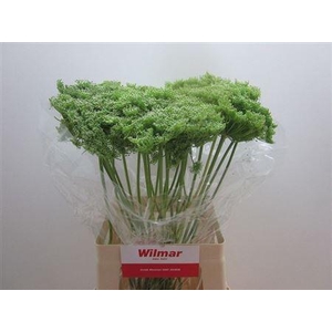 AMMI VIS GREEN MIST