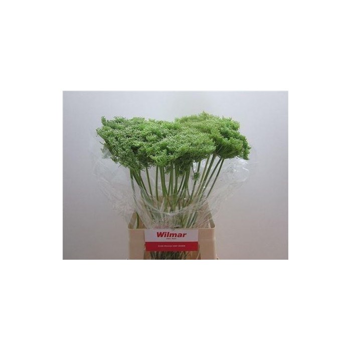 <h4>Ammi Vis Green Mist</h4>
