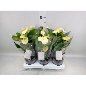 Anthurium andr. 'Vanilla'