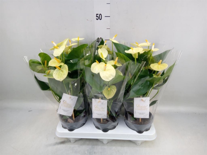 <h4>Anthurium andr. 'Vanilla'</h4>
