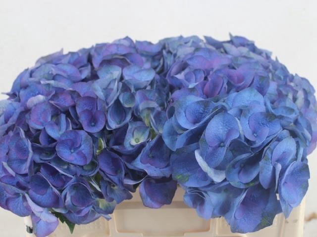 <h4>Hydr M Roy Crown Bl</h4>