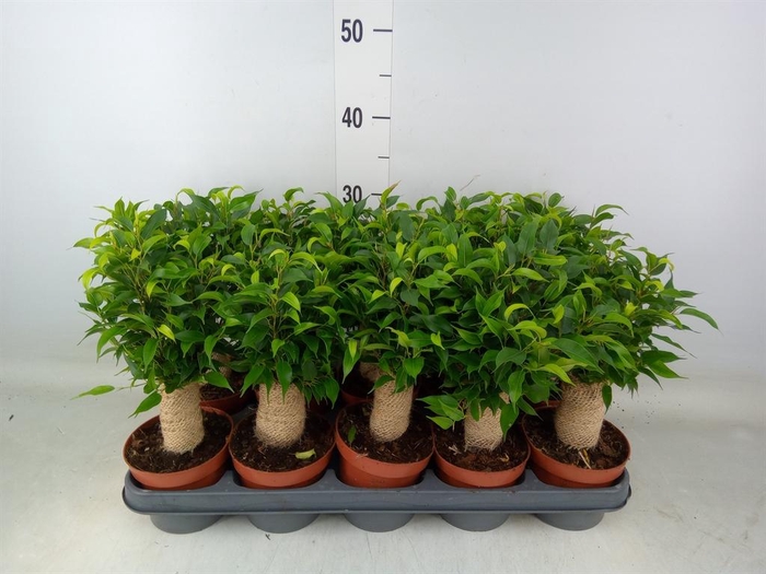 <h4>Ficus benja. 'Natasja'</h4>
