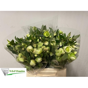 HELL  MAGNIFIC BELLS