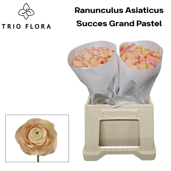 <h4>RAN SU GRAND PASTEL 566</h4>