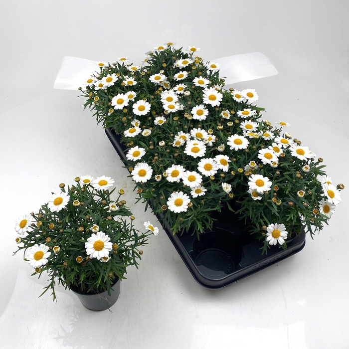 <h4>ARG MO DUPLO WHITE</h4>