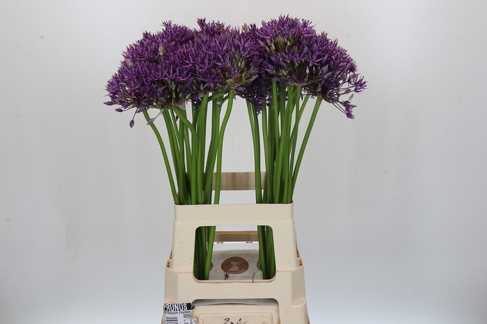 <h4>Allium Jackpot</h4>
