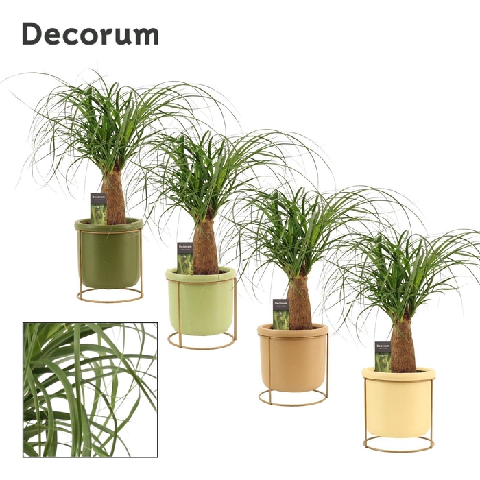 <h4>Beaucarnea recht 12 cm in Lynn (Silent moods-collection)</h4>