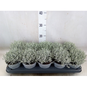 Leucophyta     [Calocephalus]