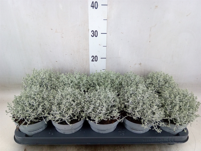 <h4>Leucophyta     [Calocephalus]</h4>