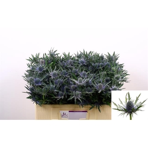 ERYNGIUM ORION QUESTAR