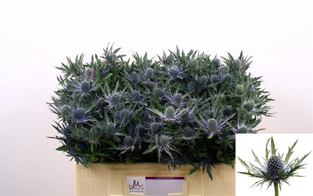 ERYNGIUM ORION QUESTAR