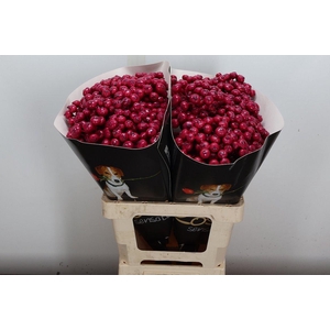 Snijgroen Snijbloemen Klb H