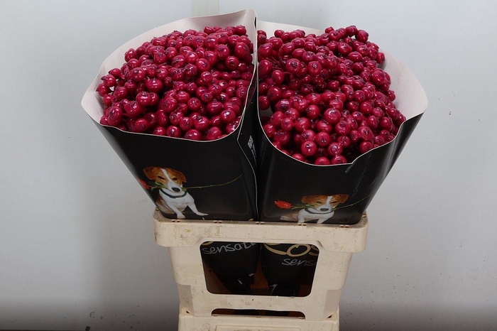 <h4>Snijgroen Snijbloemen Klb H</h4>