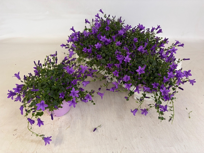 <h4>CAMP POR GEM 3 KL</h4>