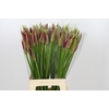 Nerine Mister Nick