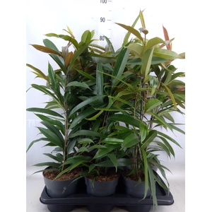 Ficus binn. 'Amstel King'