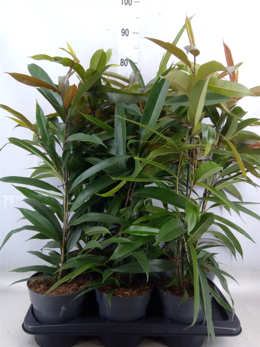 <h4>Ficus binn. 'Amstel King'</h4>