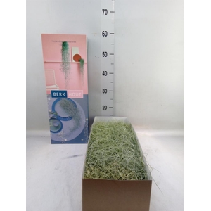 Tillandsia usneoides