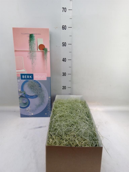 <h4>Tillandsia usneoides</h4>