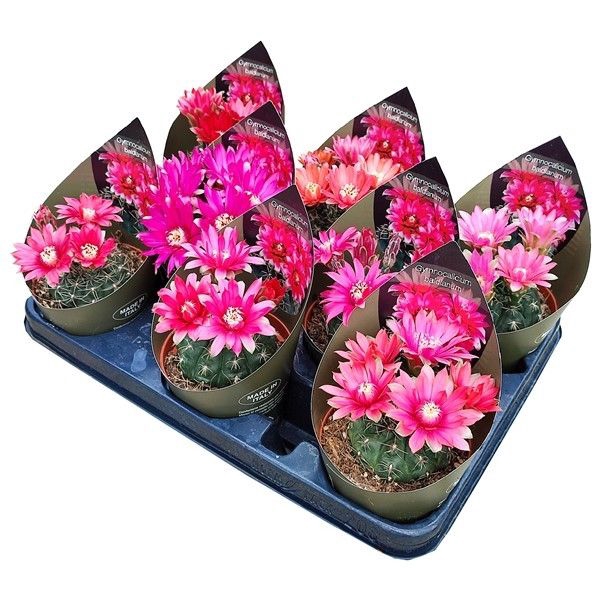 <h4>Gymnocalycium Baldianum Potcover</h4>