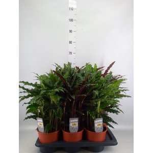 Calathea   ...mix