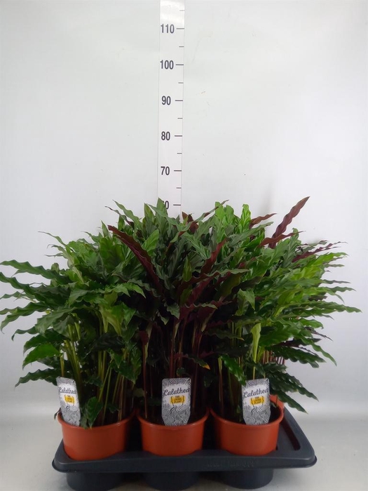 <h4>Calathea   ...mix</h4>