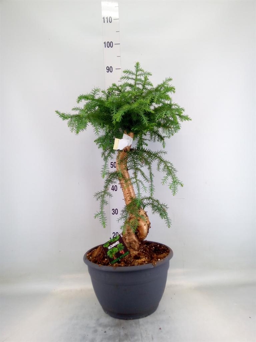 <h4>Araucaria ...</h4>