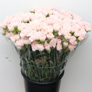 Di St Signorelli Salmon Pink