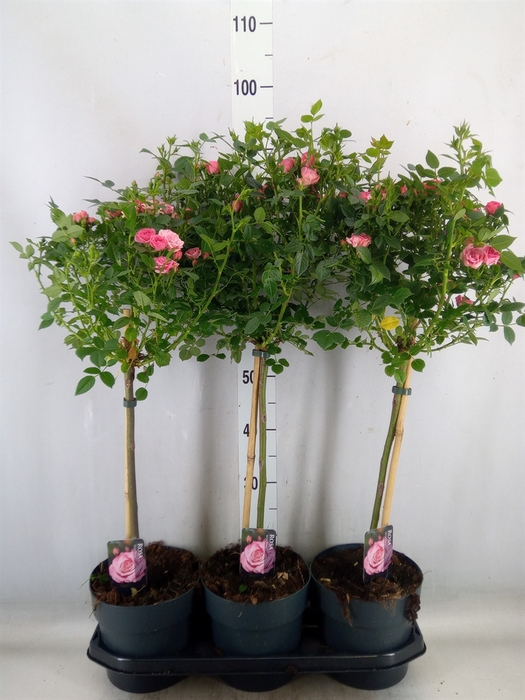 <h4>Rosa ST  ...</h4>