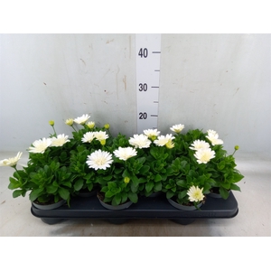 Osteospermum  '3D White'