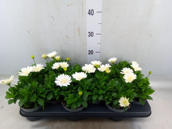<h4>Osteospermum  '3D White'</h4>