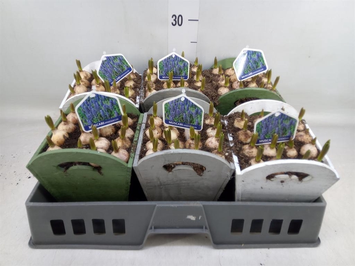 <h4>Arr.  Muscari L%</h4>