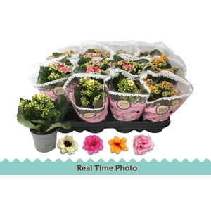 KAL GE GEM TWEEKL BL