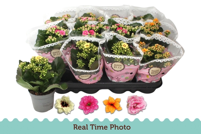 <h4>KAL GE GEM TWEEKL BL</h4>