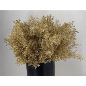 Co Crypto Col Gold Brill Oro