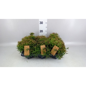 Rhipsalis burchellii