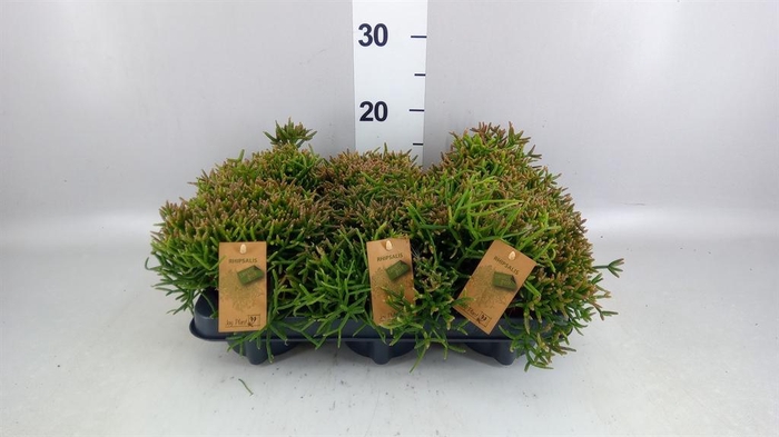 <h4>Rhipsalis burchellii</h4>