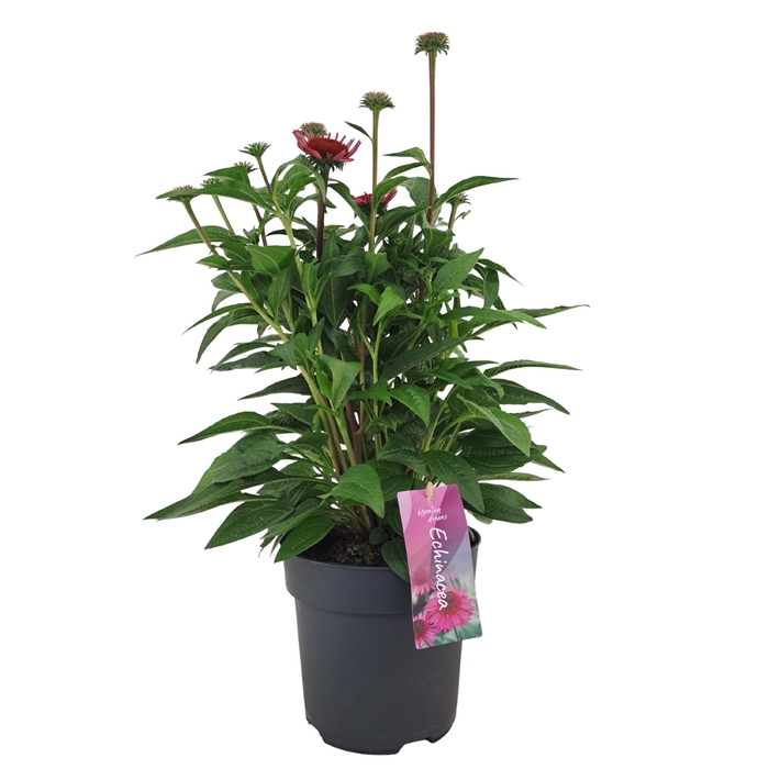 <h4>Echinacea Mooodz Courage p17 (PT)</h4>