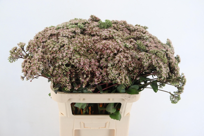 <h4>SEDUM MATRONA 080CM</h4>