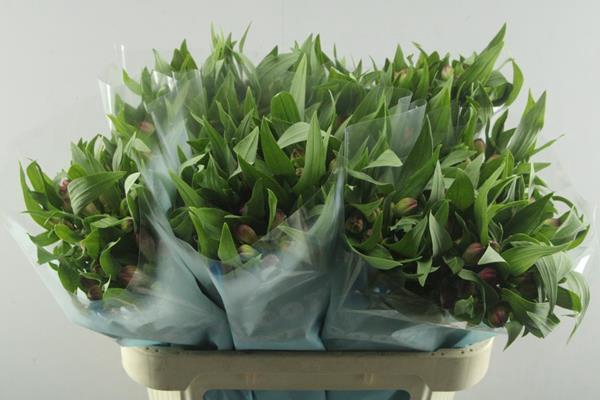 <h4>Alstr Rome (pink)</h4>